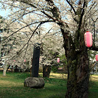 松川神社の桜
