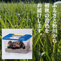 すずむし小包便