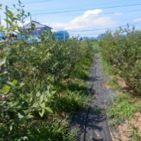 平林ブルーベリー園